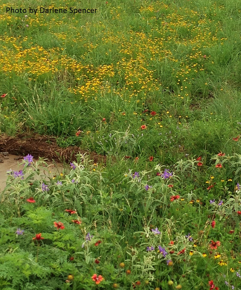 Wildflower meadow Fredericksburg Texas