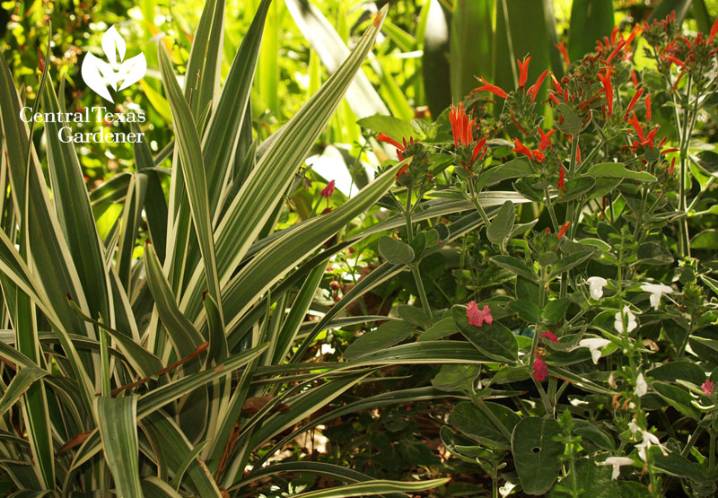 dicliptera suberecta, dianella, salvia coccinea garden design drought