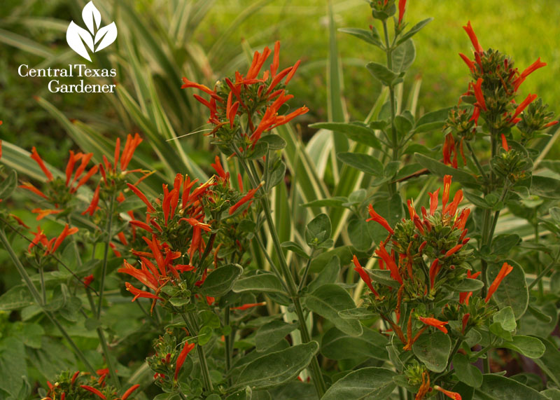 dicliptera suberecta with dianella central texas gardener