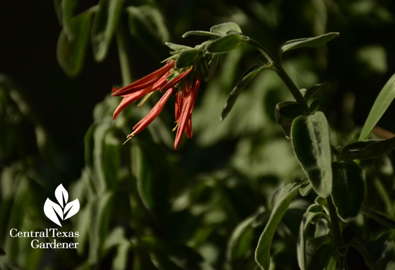 dicliptera suberecta hummingbird fave central texas gardener 