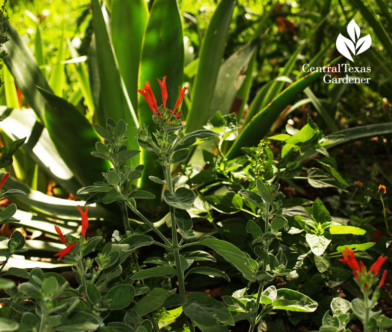 Dicliptera suberecta with Agave celsii