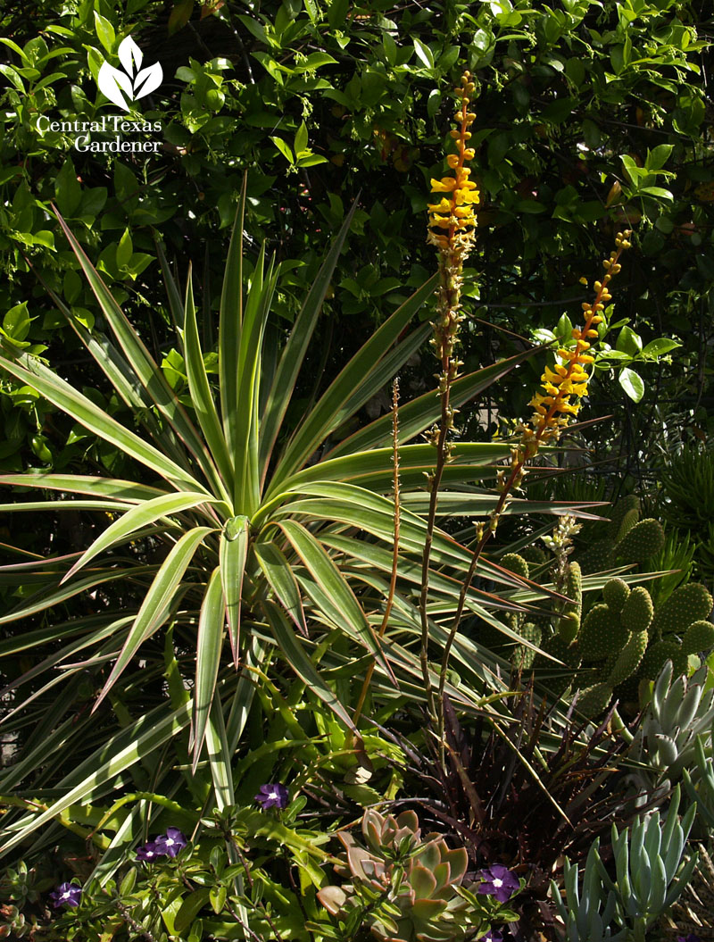 dyckia bloom central texas gardener 