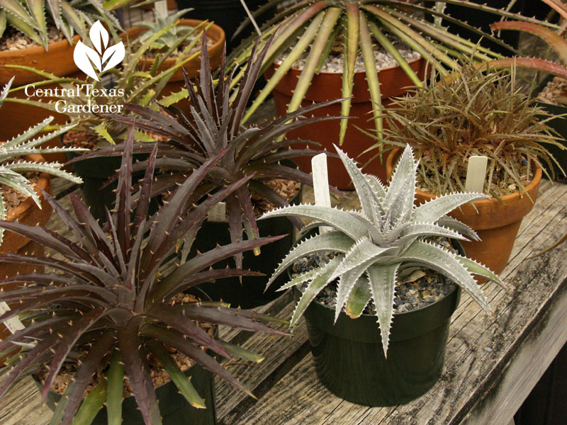 dyckias central texas gardener dyckias central texas gardener