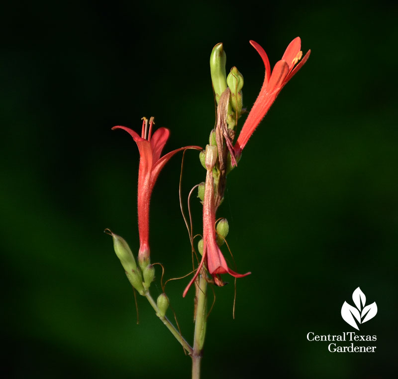 flame acanthus flower central texas gardener