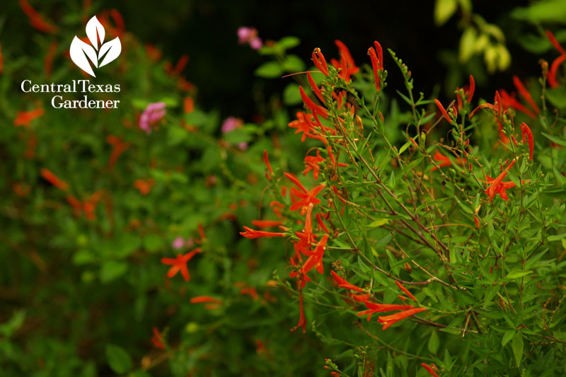 flame acanthus, lantana wildlife plants 