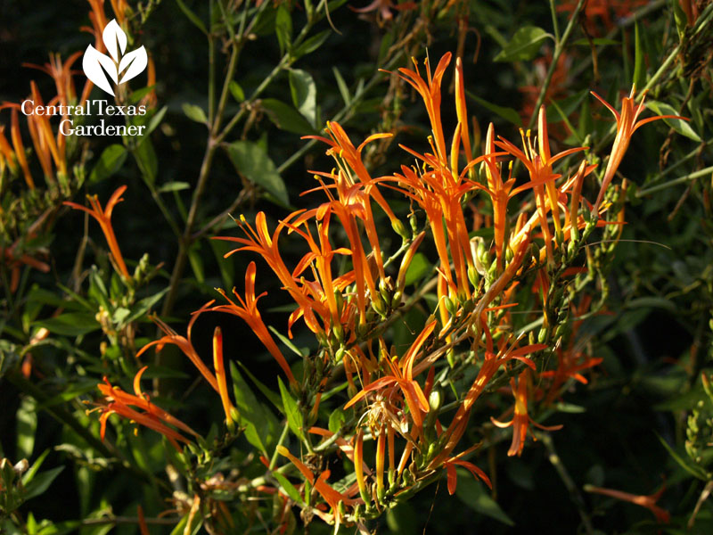 flame acanthus central texas gardener 