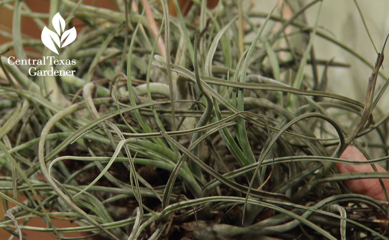 giant ball moss Tillandsia baileyi central texas gardener