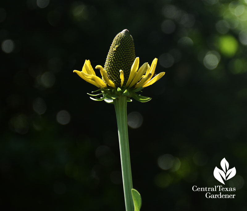 giant coneflower bud shimmer web