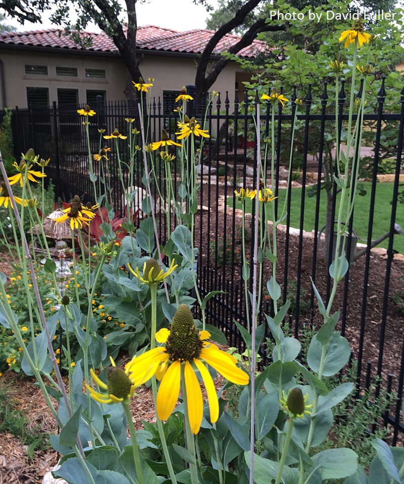 giant coneflower rudbeckia maxima central texas gardener 