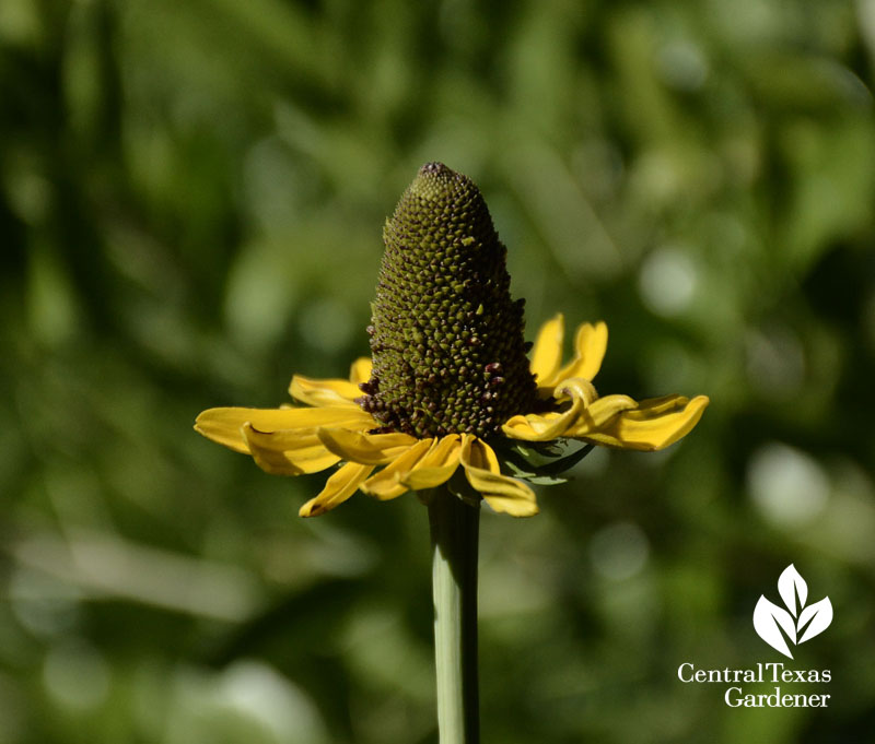 giant coneflower rudbeckia maxima central texas gardener 