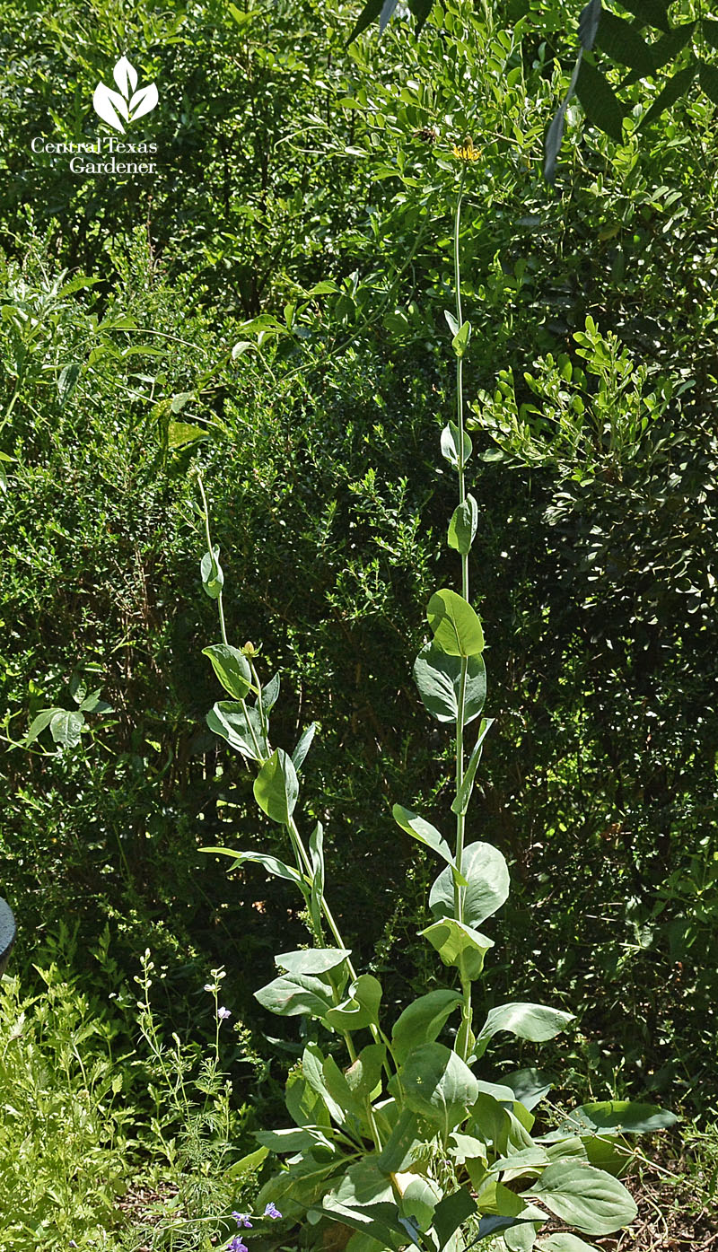 giant coneflower rudbeckia maxima central texas gardener giant coneflower rudbeckia maxima central texas gardener