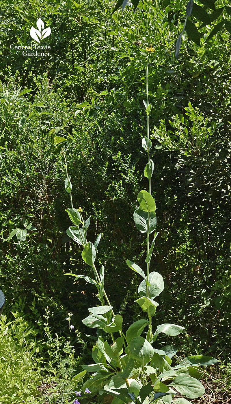 giant coneflower rudbeckia maxima central texas gardener 