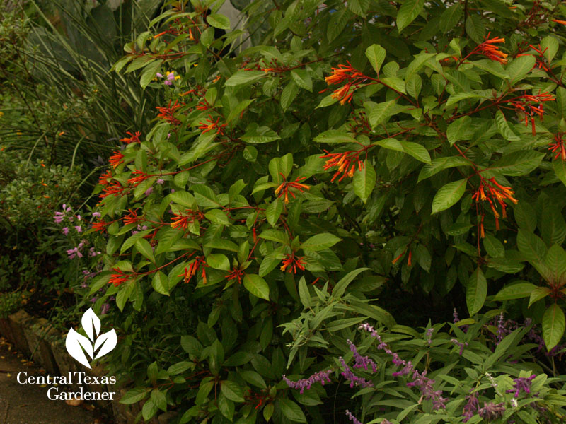 hamelia patens salvia leucantha in Lucinda Hutson's garden