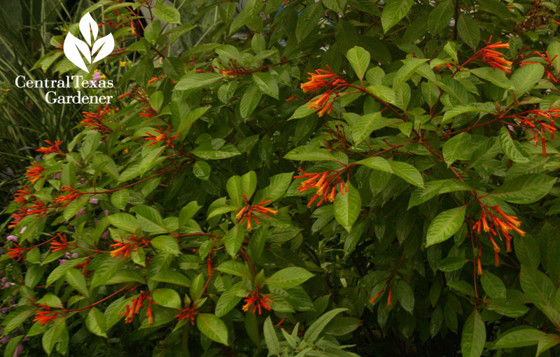 Hamelia patens hummingbird bush Hamelia patens hummingbird bush
