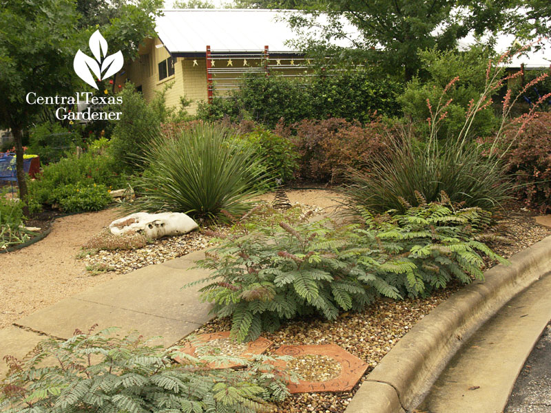 no lawn front yard central texas gardener 