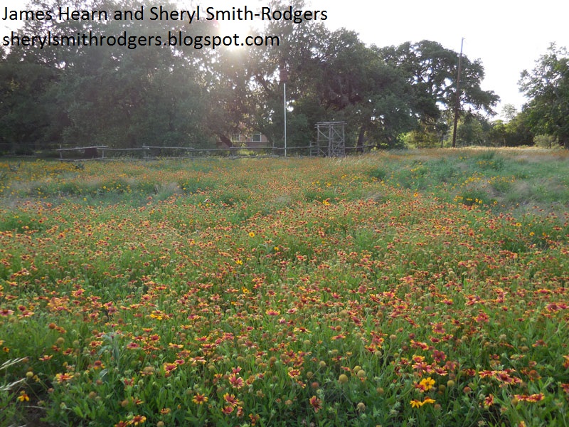 Blanco wildflower meadow Texas Wildscape