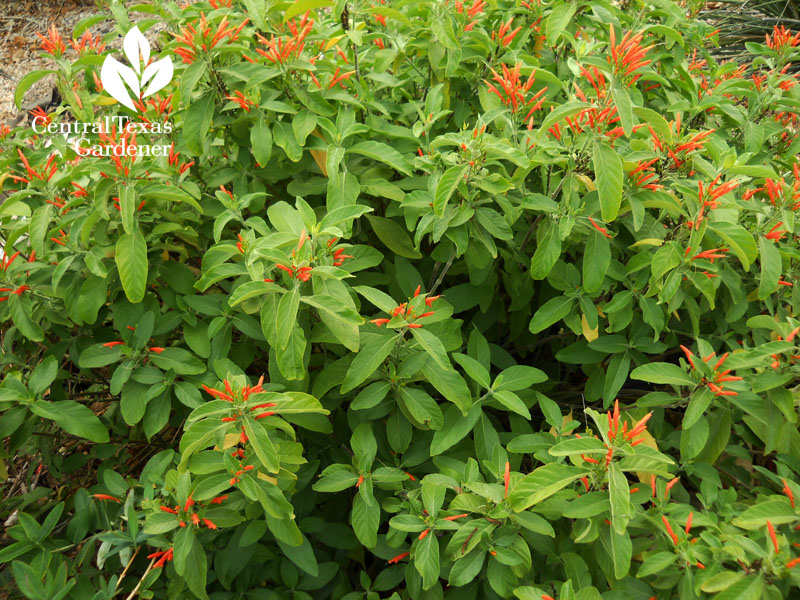 mexican honeysuckle Justicia spicigera Central Texas Gardener