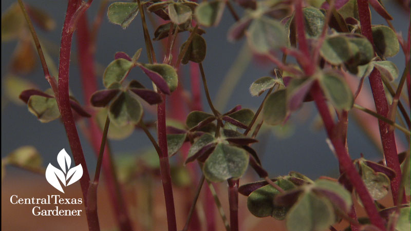 oca Lone Star Nursery Central Texas Gardener 