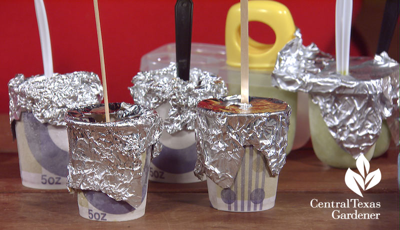 Homemade popsicles in Dixie cups