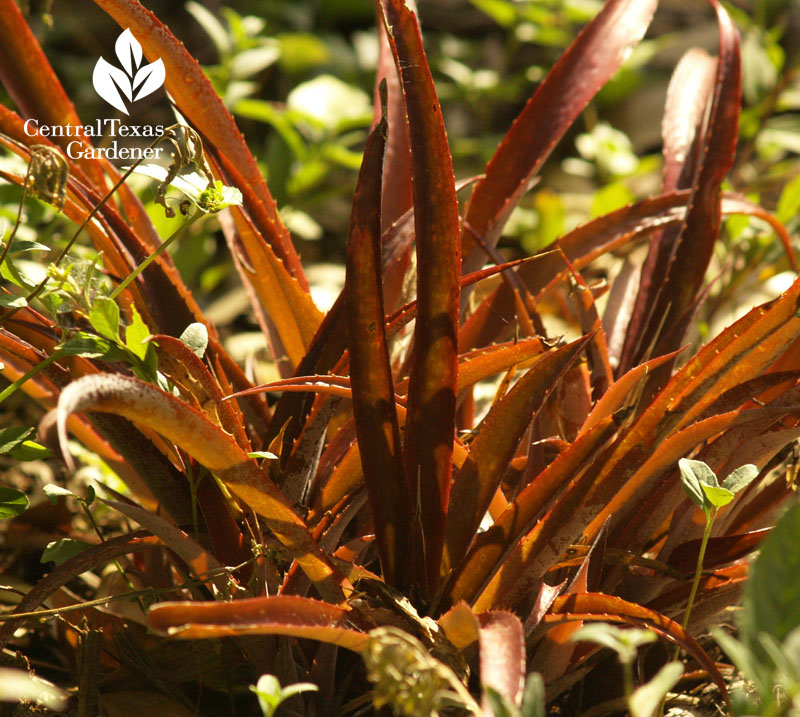 red billbergia central texas gardener 