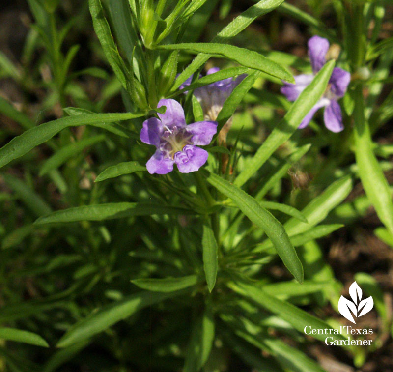 snake herb flower native perennial groundcover for drought