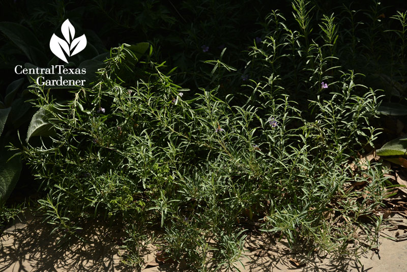 snake herb native drought plant 