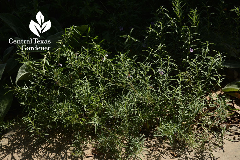 snake herb native drought plant snake herb native drought plant