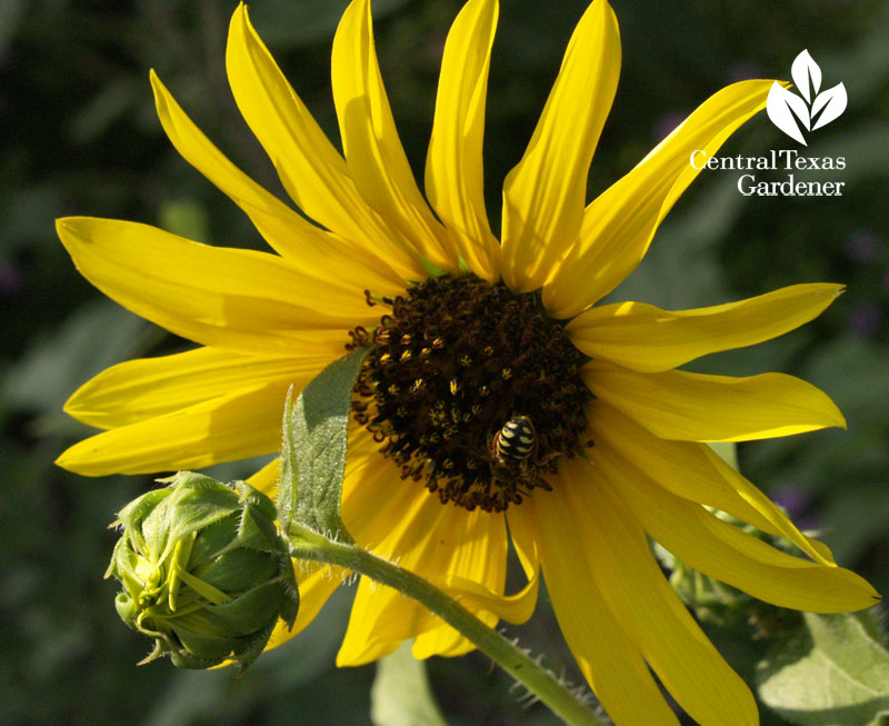 sunflower bee phototropism heliotropism 