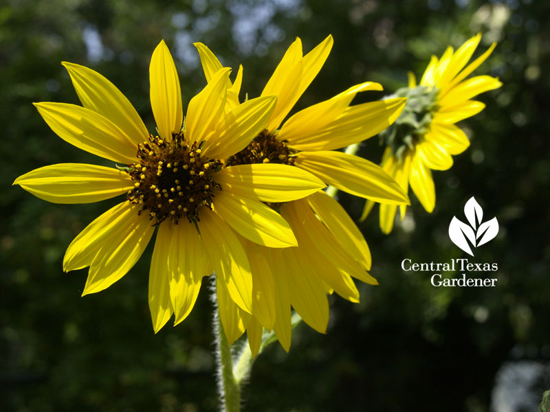 sunflower phototropism heliotropism 