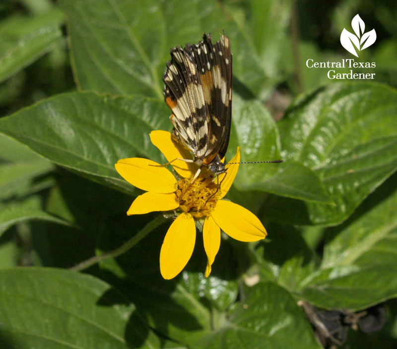 Bordered Patch butterfly on zexmenia central texas gardener 