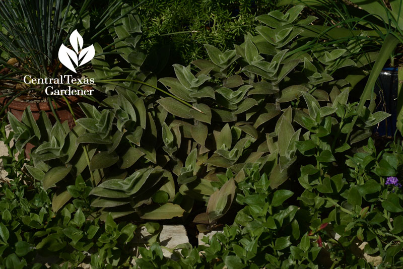 cobweb spiderwort drought tough austin garden for wildlife 