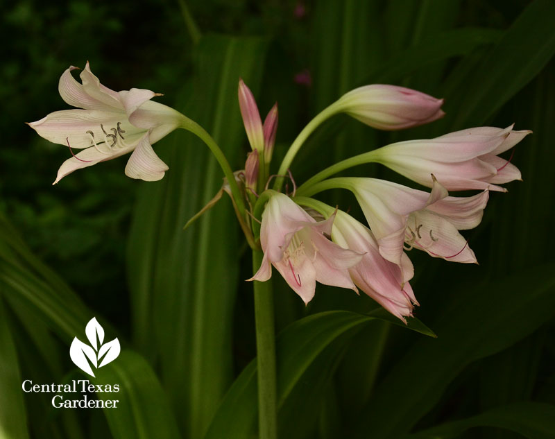 Pink crinum perennial bulb for drought austin garden