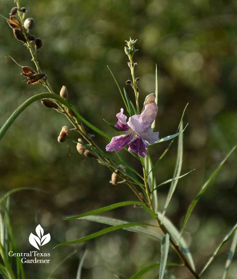 desert willow drought small tree for hummingbirds