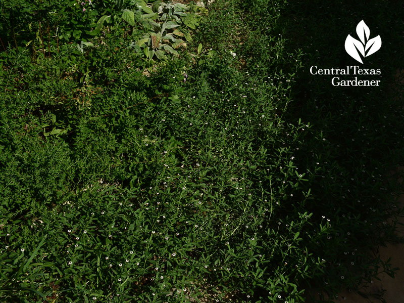 Native frogfruit drought groundcover austin texas