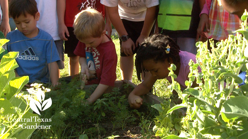 Wells Branch Elementary School garden Central Texas Gardener 