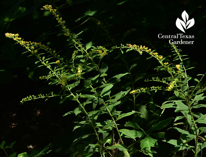 'Fireworks' goldenrod Central Texas Gardener 'Fireworks' goldenrod Central Texas Gardener