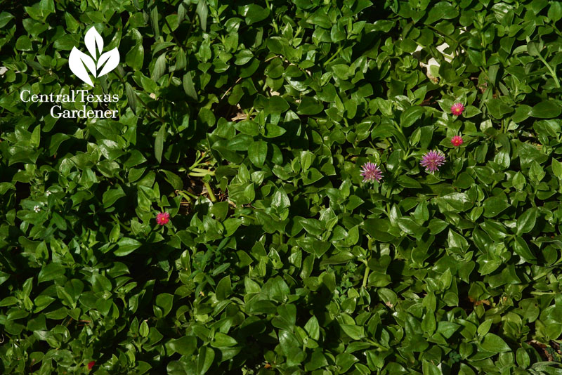 Aptenia ice plant and fireworks gomphrena drought austin garden Aptenia ice plant and fireworks gomphrena drought austin garden