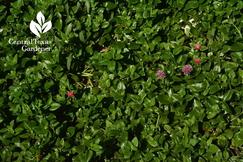 Aptenia ice plant and fireworks gomphrena drought austin garden 