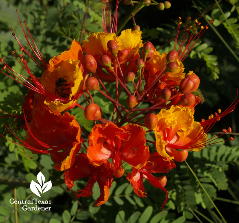 Bee on Pride of Barbados Central Texas Gardener Bee on Pride of Barbados Central Texas Gardener