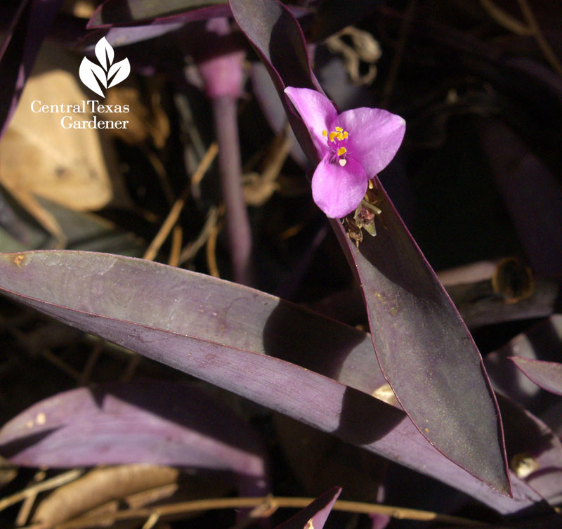 purple heart flower drought tough groundcover