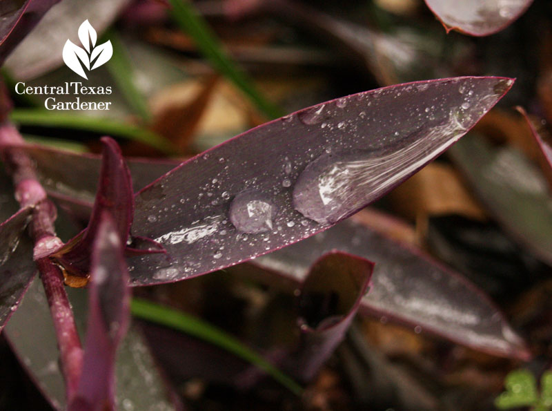 purple heart Tradescantia pallida austin drought garden purple heart Tradescantia pallida austin drought garden
