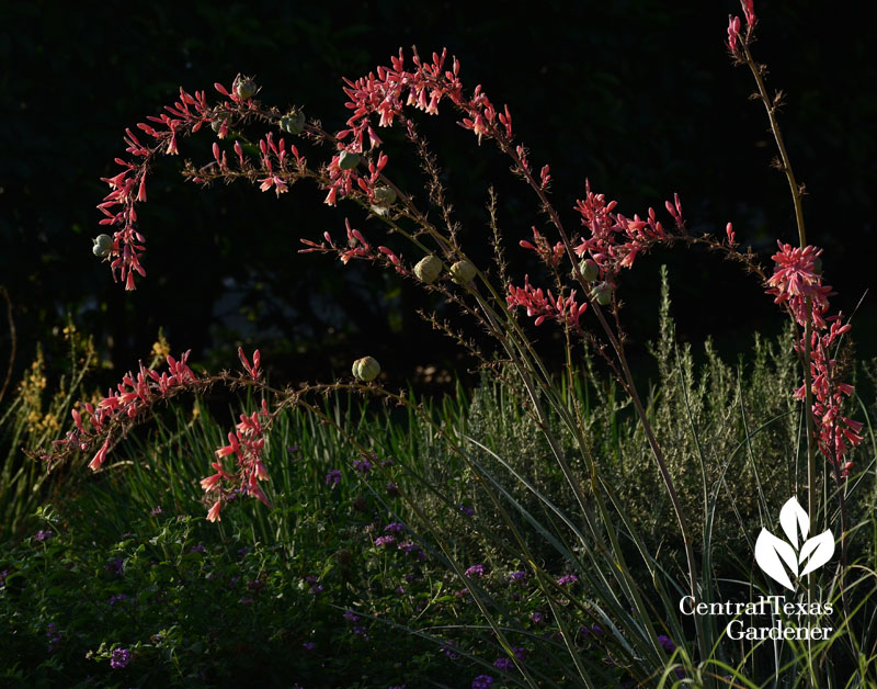 red yucca hesperaloe parviflora hummingbird plant