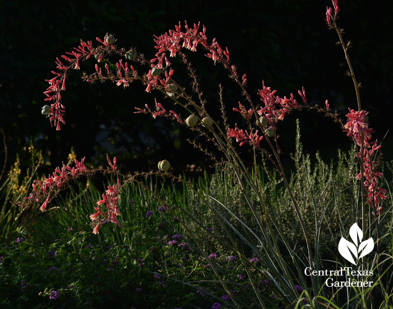 red yucca hesperaloe parviflora hummingbird plant red yucca hesperaloe parviflora hummingbird plant