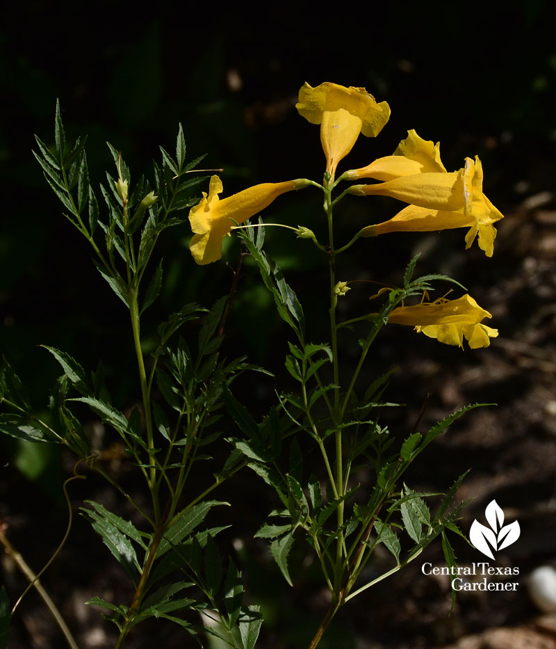 native tecoma stans austin garden 