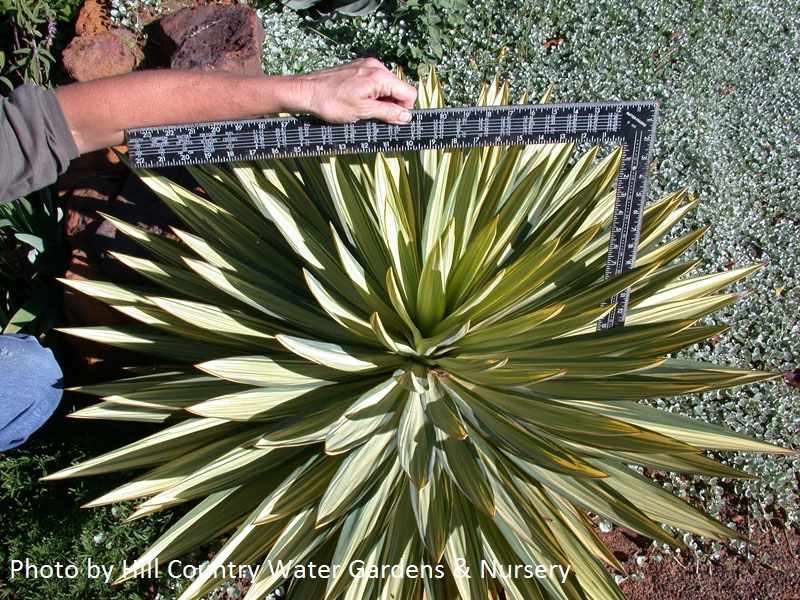 Yucca gloriosa 'Tiny Star' Hill Country Water Gardens & Nursery 