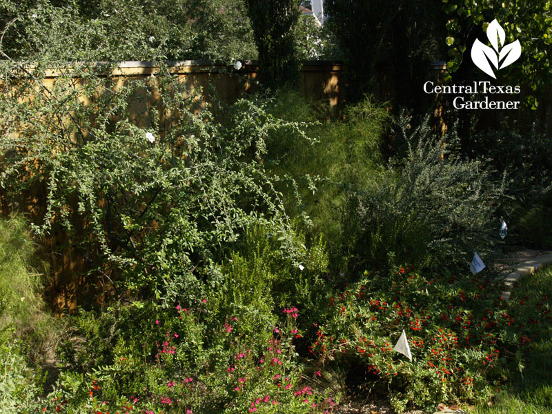 wildlife garden for drought central texas gardener 