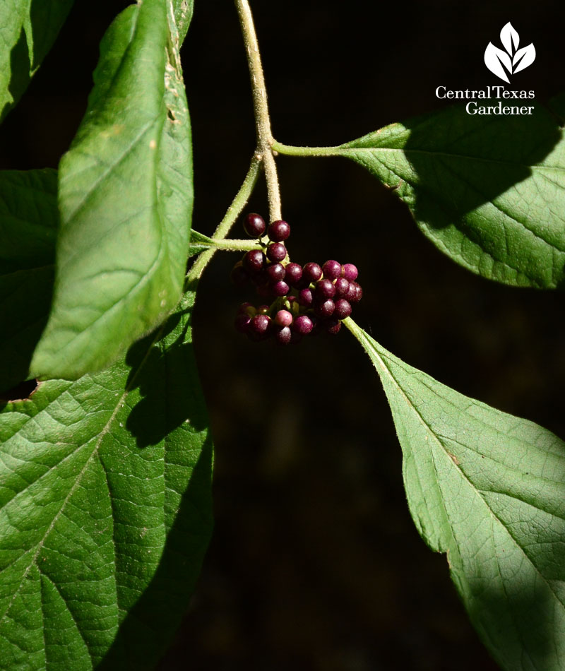 Mexican beautyberry Callicarpa acuminata Austin Texas Mexican beautyberry Callicarpa acuminata Austin Texas