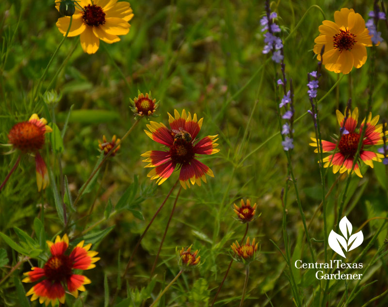 bee indian blanket wildflower central texas gardener 