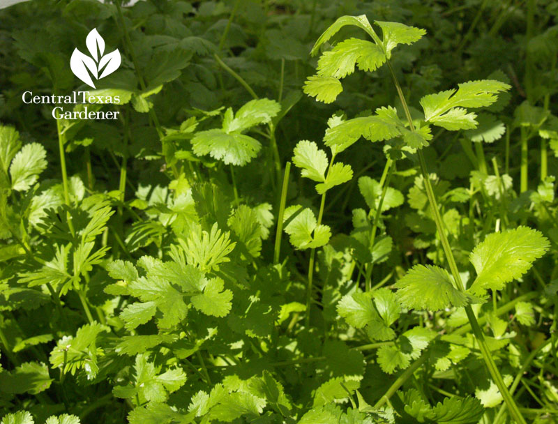 how to grow cilantro central texas gardener