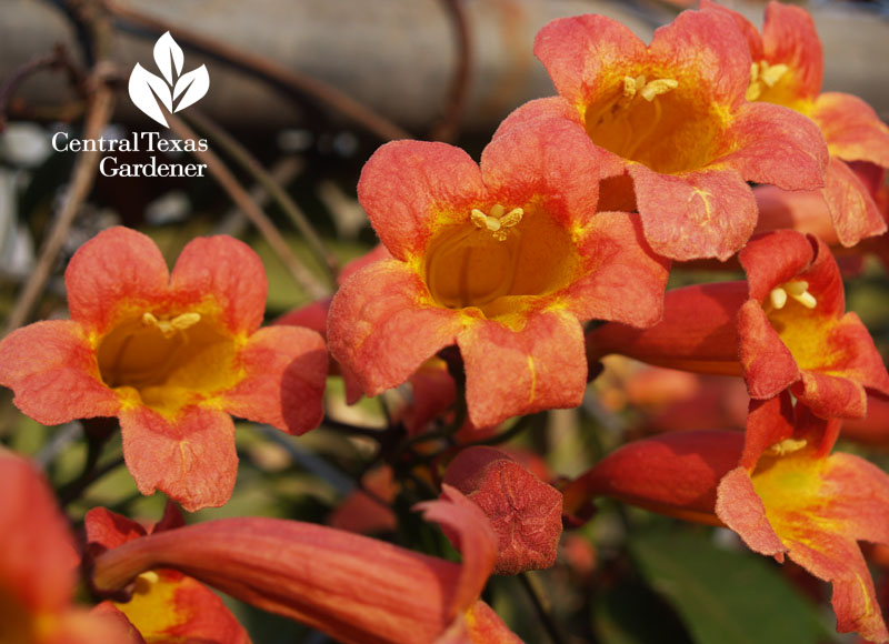 crossvine to attract beneficial wildlife central texas gardener 